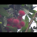 Früchte des Rambutan-Baumes
